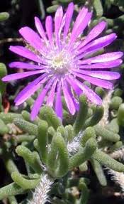 Drosanthemum Hispidum Jpg 250 409 Plants Ice Plant Cactus And Succulents