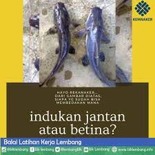 Cara Membedakan Indukan Ikan Lele Jantan Dan Betina Balai Latihan Kerja Lembang