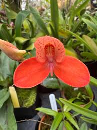 Image result for Disa equestris