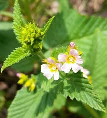 Image result for Melochia melissifolia