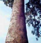 Image result for Entandrophragma delevoyi