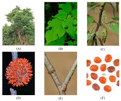 Image result for Broussonetia