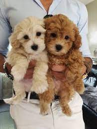 Mum and dad are both family pets; 900 Cockapoo Ideas Cockapoo Puppies Cockapoo Puppies