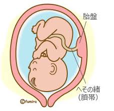 ãå­å®® ç¡æãã®ç»åæ¤ç´¢çµæ