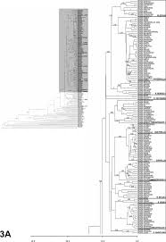 Image result for Neuracanthus africanus