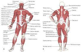 Maybe you would like to learn more about one of these? Posterior Muscles Of The Body Diagram Human Muscular System Muscle Diagram Human Body Muscles