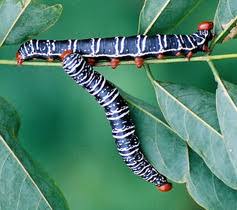 Image result for Millettia eetveldeana