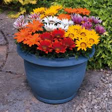 Shop container flower seed and plant varieties available at burpee. Buy Gazania Daybreak Plants Bedding Plants Gazania Plug Plants Brookside Nursery