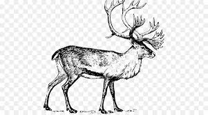 Rehe Zeichnen Linie Kunst Clipart Hirsch Png Herunterladen 523 497 Kostenlos Transparent Strichzeichnungen Png Herunterladen