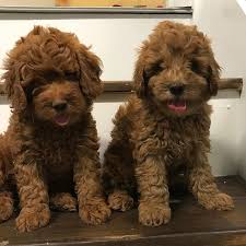 Check spelling or type a new query. Pin On Animals