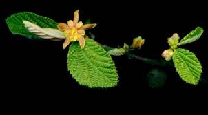 Image result for Grewia villosa