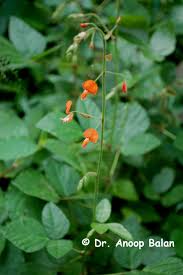 Image result for Hylodesmum