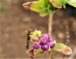 Image result for Lantana rugosa