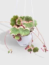 Image result for Begonia