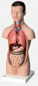 The muscles of the abdomen protect vital organs underneath and provide structure for the spine. Torso Png Images Pngwing