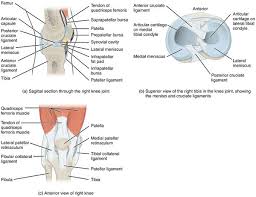 Thessaly Test Physiopedia