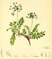 Image result for Astragalus atropilosulus