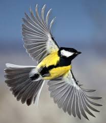 Beautiful Birds In Flight Images Pin By Blog Point On Mother Nature Beautiful Birds Beautiful Bird Wallpaper Pet Birds