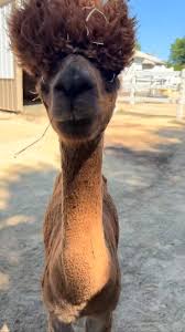 Image result for llama
