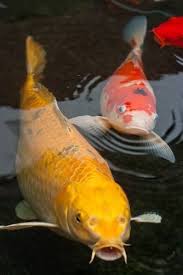 Koi Cyprinus Carpio Koi Are Among Those Charming Fish They Will Come Up To The Surface To Greet Their Keepers And Beg F Koi Fish Fish Swimming Koi Fish Pond
