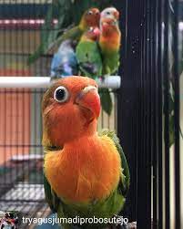 Pin Oleh Majalahlovebird Net Di Majalahlovebird Net Di 2021 Burung Peliharaan Burung Berbulu