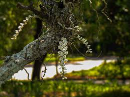 Image result for Microcoelia stolzii