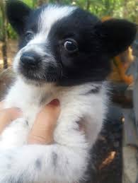 If the mini teacup pomeranian, you desperately wish to own is in reality a show pom, then this is the teacup pomeranian height and a teacup pomeranian full grown size will be the same as show poms. Pomeranian For Sale In Kerala 32 Petzlover