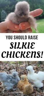 The hens cant scratch underneath them and it can drive them mad. Silkie Chickens Why You Should Raise This Adorable Breed Murano Chicken Farm