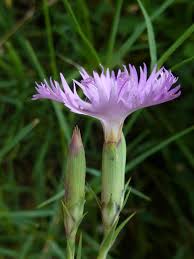 Image result for Dianthus chimanimaniensis