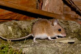 Die Gelbhalsmaus Im Gartenhaus Urs Naturfotografie