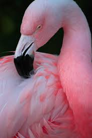 Flamingo Islands Flamingo Pet Birds Animals Beautiful