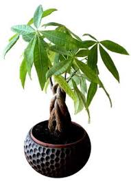 The leaves will indicate what it needs and what you should change in your care regimen. Money Tree Plant Pachira Aquatica Care Types Pictures And More