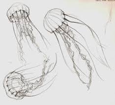 Lion Mane Jellyfish Lion S Mane Jellyfish Art Beautiful Art