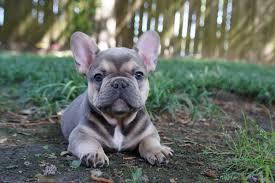 This truly is one of the best french bulldog breeders in the country. Vanguard Frenchies French Bulldog Puppies For Sale Houston Tx