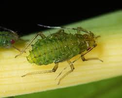 Image result for Aphanocalyx trapnellii