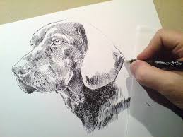 Image result for alpský brakýř jezevčíkovitý