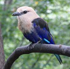 アオハラニシブッポウソウ 青腹西仏法僧 blue bellied roller coracias cyanogaster australian birds beautiful birds pretty birds