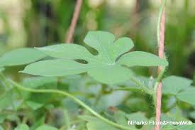 Image result for Ipomoea pes-tigridis