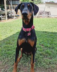 We pair doberman pinscher breeders with people like you! Buy Doberman Puppy Nyc Crazypurplemama