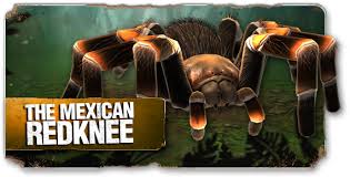 Check spelling or type a new query. Real Scary Spider Unique Pet Simulation Games For Tarantula Lovers Steemhunt