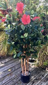 Pin On Hibiscus