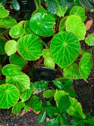 Image result for Begonia potamophila