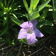 Image result for Ruellia praetermissa