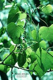 Image result for Populus deltoides