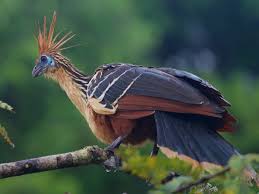 Bird With Spiky Hair 12 Birds With Amazingly Strange Defense Mechanisms Bird Animals Pet Birds