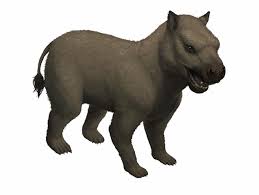 Image result for Pycnostachys orthodonta