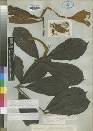 Image result for Rothmannia whitfieldii