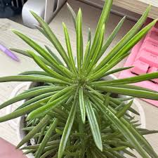 Image result for Senecio propior