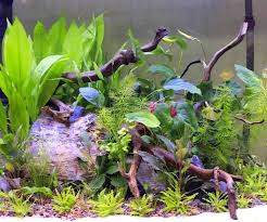 Ember Tetra (Hyphessobrycon Amandae) - Shop Imperial Tropicals