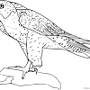 Make a coloring book with peregrine falcon for one click. 1